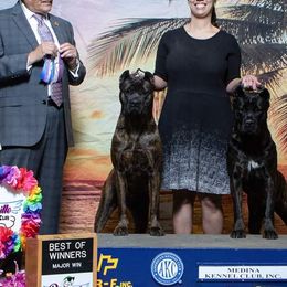 Cane Corso from Armonno Cane Corso