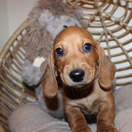 Boy 5 - Red male Dachshund puppy in Craig, Colorado from Rocky Mountain Shih Tzus and Dry Creek Miniature Dachshunds