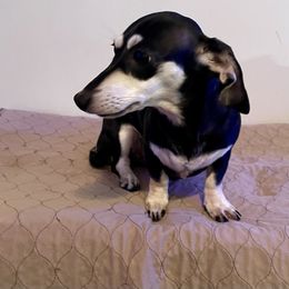 Ella - Dachshund