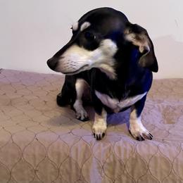 Ella - Dachshund