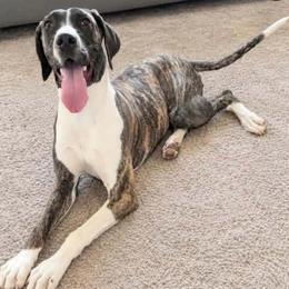 Brittany - Brindle female Great Dane puppy in Cunningham, Kansas from Garden Grove Great Danes