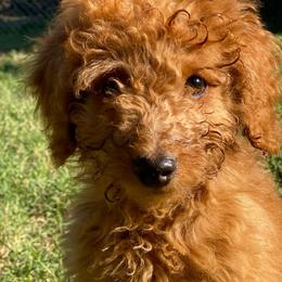 Kingsley - Red  male Goldendoodle puppy in Bentonville, Arkansas from Bentonville Doodles