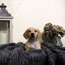 Dachshund Puppies from Stevie Mulroney