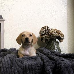 Dachshund Puppies from Stevie Mulroney