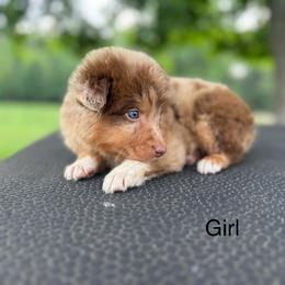 Thunder - Red merle female Australian Shepherd puppy in Big Sandy, Texas from Rocking S Ranch