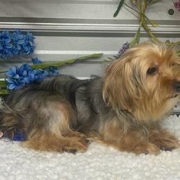 Yorkshire Terrier puppies from Silver Bells Paw Prints