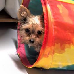 Gloria - smallest girl pet only - Blue and gold female Yorkshire Terrier puppy in Gatesville, Texas from KontryKritterz Yorkies