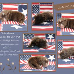 Weah - Red tri male Miniature Australian Shepherd puppy in Asheboro, North Carolina from Stellar Aussies