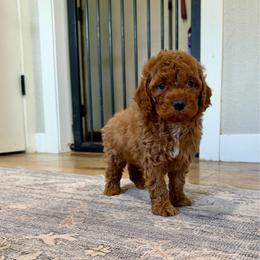 Phil - Red male Cockapoo puppy in Beresford, South Dakota from DAKOTA DOOD RANCH