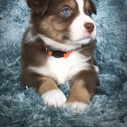 Australian Shepherd Puppies from Cahaba Australian Shepherds