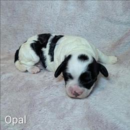 Opal - Black and white female Cockapoo puppy in Sunset, Louisiana from Cano Cockapoos