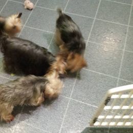 Yorkshire Terrier Puppies from Lisa Bridgewater