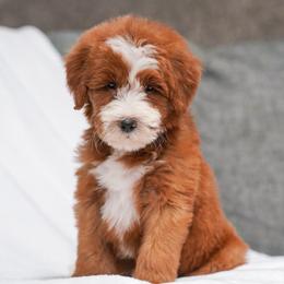 Tulsa - Red female Bernedoodle puppy in Dundee, Ohio from Down Home Doodle