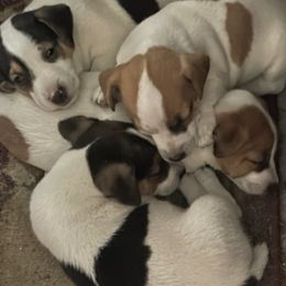 Russell Terriers from Russell House
