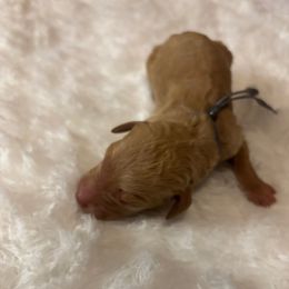 Blondi - Apricot male Goldendoodle puppy in Arlington, Texas from Chambers Doodle Patch