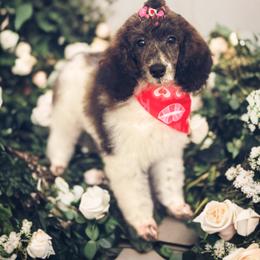 Bashful - Parti female Poodle puppy in Anniston, Alabama from All Hale Aussies
