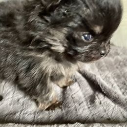 Pomeranian Puppies from TiaZ Poms