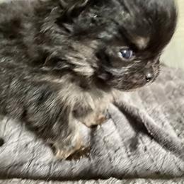 Pomeranian Puppies from TiaZ Poms