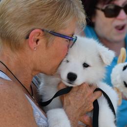 Samoyed Puppies from ArticCross Samoyeds