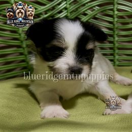 Ehren - Black tan and white male Biewer Terrier puppy in Asheville, North Carolina from Blue Ridge Mountain Puppies