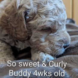 Buddy - Yellow-greenCollar - Apricot male Goldendoodle puppy in Citrus Heights, California from Grandpaw's Golden Doodles