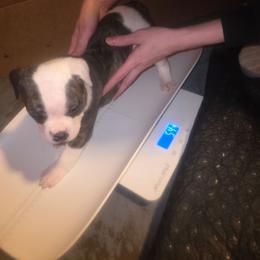 Girl 6 - White and black female American Bulldog puppy in La Porte, Indiana from Slayton's American Bulldogs