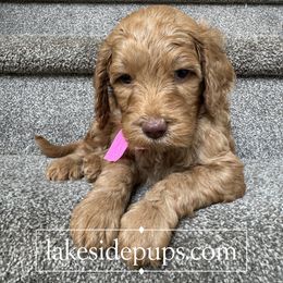 Pink Pup - Female - Apricot female Goldendoodle puppy in Dacula, Georgia from Lakeside Pups