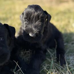 Girl 4 - Black female Giant Schnauzer puppy in Bois D’arc, Missouri from Down Low Kennels