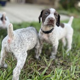 German Shorthaired Pointers from Third Coast Pointers