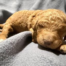 Orange - Parti female Goldendoodle puppy in Wittenberg, Wisconsin from Cedar River Kennel