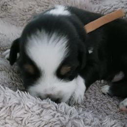 Australian Shepherds from Tranquility Trail Aussies