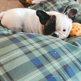 French Bulldog Puppies from Addylane Frenchies