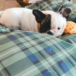 French Bulldog Puppies from Addylane Frenchies