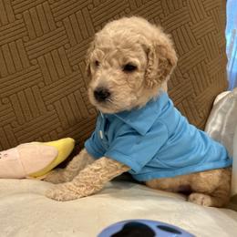 Remy - Apricot male Poodle puppy in Mobile, Alabama from Semmy’s Standard Poodle LLC