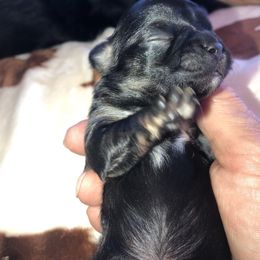 Bridget - Black female Chihuahua puppy in Amelia, Virginia from Pannell’s Precious Pups