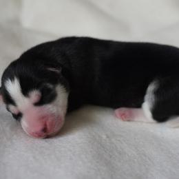 Skye - Black and white female Siberian Husky puppy in Wiscasset, Maine from Running with Huskies