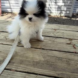 Pretty boy 2 - Black parti male Pomeranian puppy in Marshville, North Carolina from POM POM LOVE