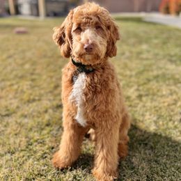 Sonny - Goldendoodle