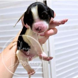 Aqua - Tri-color female Bernedoodle puppy in Rockwall, Texas from Glory Doodles