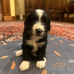 Shania - Black and white female Bernedoodle puppy in Pauls Valley, Oklahoma from Daisy’s Doodles
