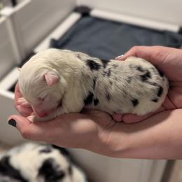 Pearl - White and blue merle female Border Collie puppy in Linton, Indiana from Kraken Border Collies