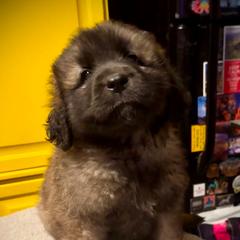 Gray - Reddish brown female Leonberger puppy in Maple Valley, Washington from Tir na nOg Leonbergers