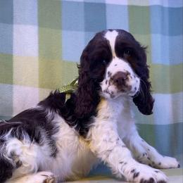 Carla - White and liver female English Springer Spaniel puppy in Crawford, Tennessee from Lilly Lane Spaniels