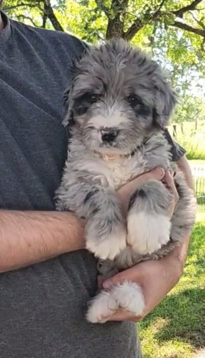 Bernedoodle, Goldendoodle, and Labradoodle Puppies from Only Doodles!
