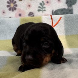Benny - Black and tan male Dachshund puppy in Wallingford, Kentucky from Hensley Homestead Dachshunds