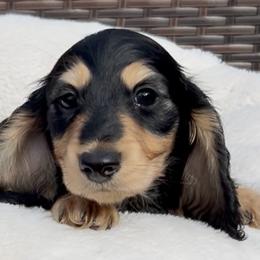 Black and Cream -- Boy 1 - Black and cream male Dachshund puppy in Kalama, Washington from Dazzling Doxies