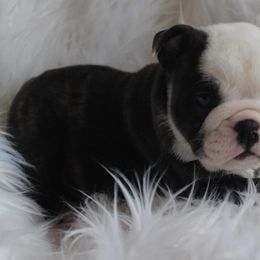 English Bulldog Puppies from Storm Stopping Bulldogs