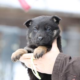 Riley - Black and tan female German Shepherd puppy in Augusta, West Virginia from Vom Haus Highlands