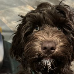 KIT KAT - Chocolate Australian Labradoodle puppy in Ventura, California from Sweet Time Labradoodles