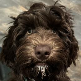 KIT KAT - Chocolate Australian Labradoodle puppy in Ventura, California from Sweet Time Labradoodles